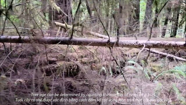 Pacific Rim National Park Reserve | Long Beach | Tofino | Uclulet смотреть онлайн