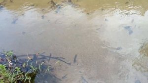 /storage/3879-3849/DCIM/Camera/VID20240316164455.mp4🔒😈Modified March 16, 16:46