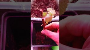 Эксперт раскрыл тайну рождения саженцев морозостойкого винограда из банки с водой #виноградник