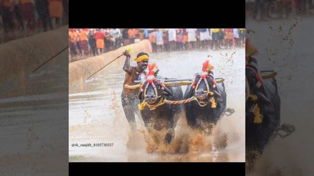 KAMBALA USAIN BOLT SRINIVAS GOWDA смотреть онлайн