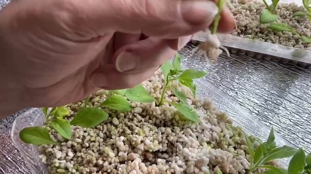 Пикировка рассады болгарского перца.