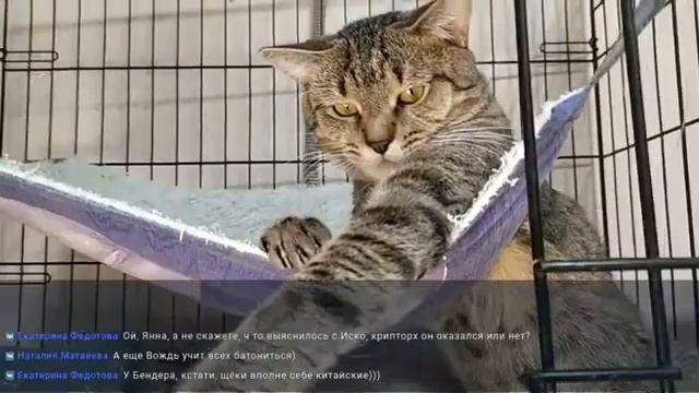 Телеканал "Муркоша". Эфир 13 ноября 2020 г. смотреть онлайн