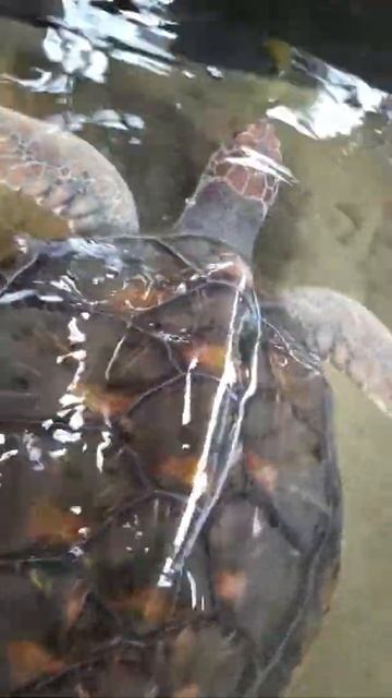 Turtle #naturevideographyofsrilanka# смотреть онлайн