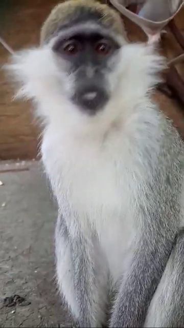 Обезьяна 🐒 смотреть онлайн