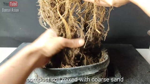 Part 2: create a beautiful bonsai nebari / root program | program akar bonsai anting putri mame смотреть онлайн