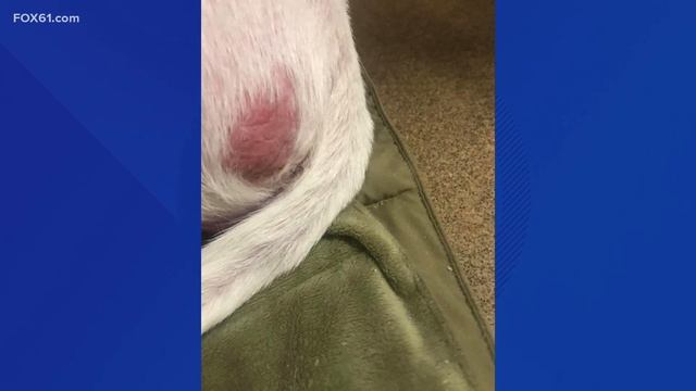 Man arrested in connection with abandoned dog found in Branford смотреть онлайн