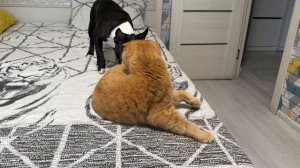 КАК БЫСТРО ОТЖАТЬ МЕСТО У КОТА🤣 Лайфхак от Тайсона смешные животные собаки кошки