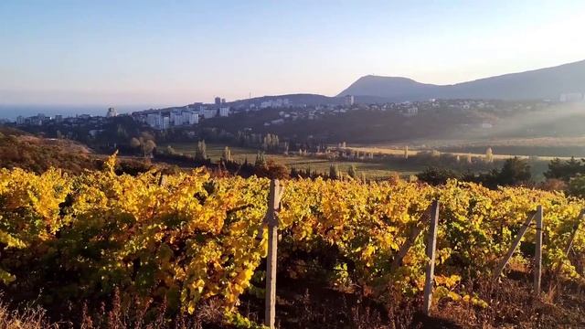 Видео зарисовка с виноградников под Алуштой смотреть онлайн
