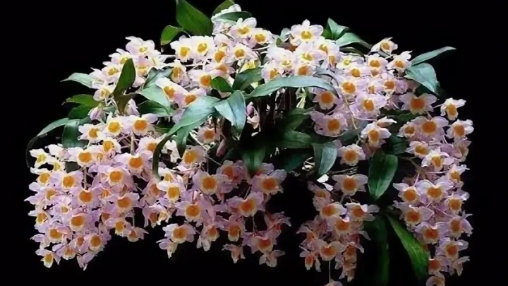 Дендробиум  Farmeri содержание в домашних условиях. Появление цветоносов. Часть 4