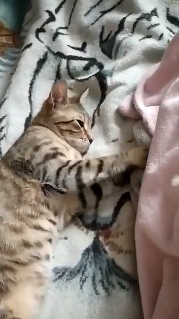 Ласковый маленький котенок как тигренок Компотик 5 мес в дар