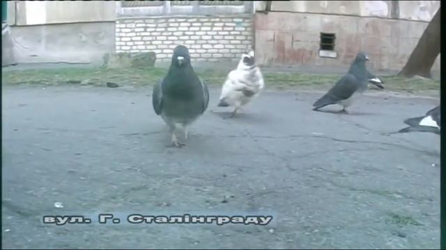 Місто, як воно Є! смотреть онлайн