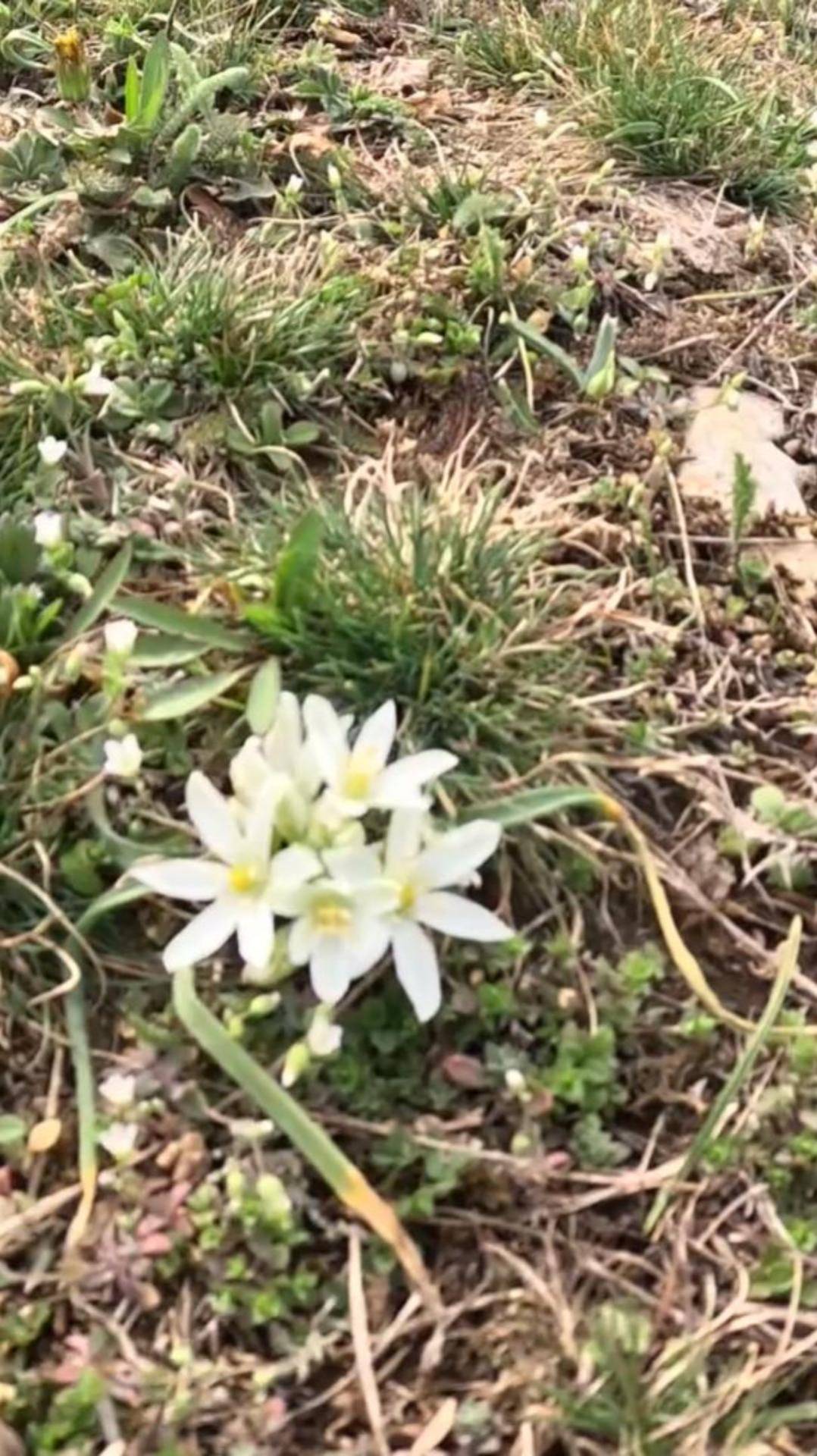 Птицемлечник бахромчатый в горах Крыма смотреть онлайн