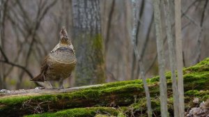 Звуки Земли 9 серия «Зимние леса» (документальный сериал, 2024)