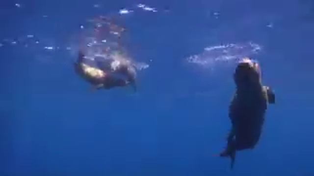 Travel California Channel Islands - Ocean Habitat