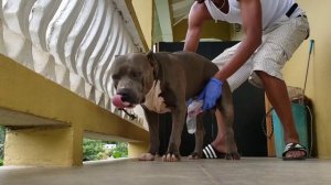 How to collect Semen from a dog