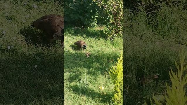 Павлин на утренней прогулке с птинцами смотреть онлайн