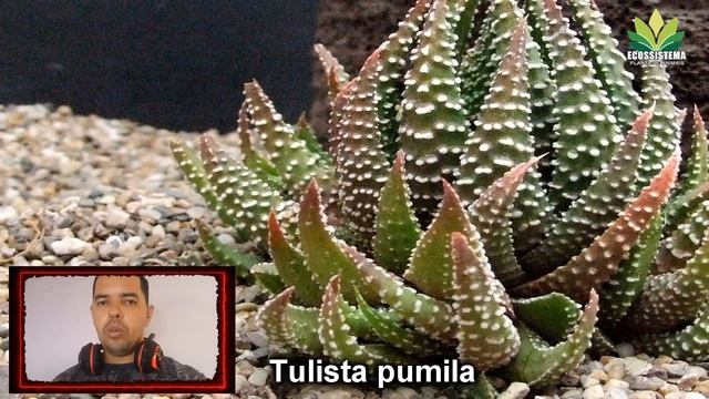 Haworthia crocodile skin e Tulista pumila смотреть онлайн