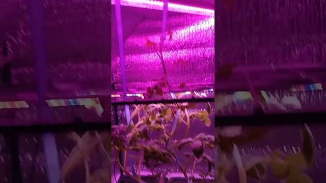 Выращивание картофеля в домашних условиях🥔