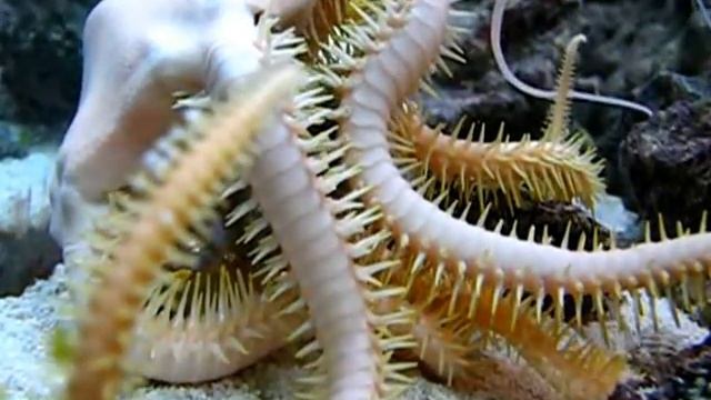 Ophiarachna Eats Actaeodes Tomentosus (2)