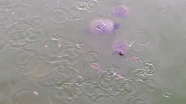 Tartaruga dalle Orecchie Rosse ~ Trachemys Scripta Elegans a Monte Claro | Animali in Sardegna смотреть онлайн