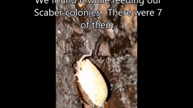 Porcellio Scaber "Yellow" Morph смотреть онлайн