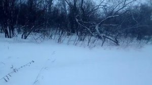 охота на лису капканом под след, проверка . попался огромный кабель