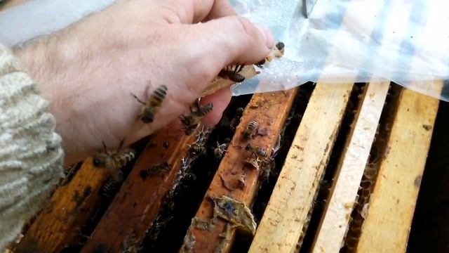 Подсадка в отводки неплодных маток. Приняли без проблем! #пчеловодонлайн #pchelovodonline смотреть онлайн