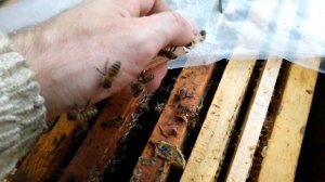 Подсадка в отводки неплодных маток. Приняли без проблем! #пчеловодонлайн #pchelovodonline