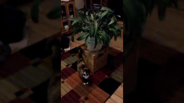 New orchid haul смотреть онлайн