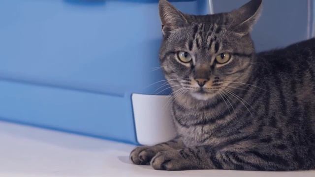 tualet stefanplast cathy clever and smart смотреть онлайн