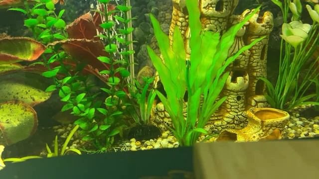Aquarium psychotherapy - watching the fish/21.02.23 20:50 смотреть онлайн