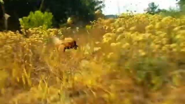 Крошечные существа - Частная жизнь. смотреть онлайн