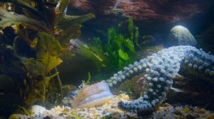 Звуки Земли 8 серия «Атлантические побережья» (документальный сериал, 2024)