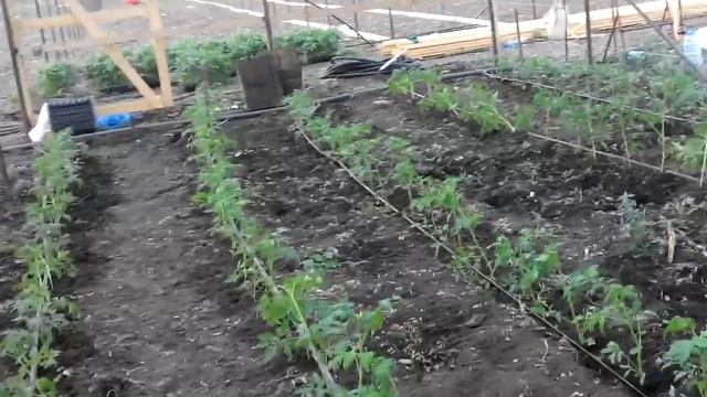 √100 посадили наши томаты-мученники. смотреть онлайн