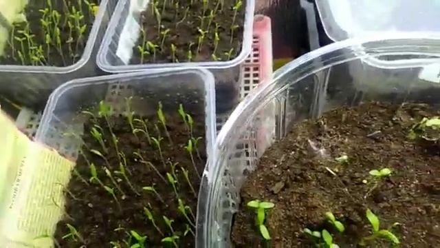 Пересадил цветы и перец,ждём пересадки помидор смотреть онлайн