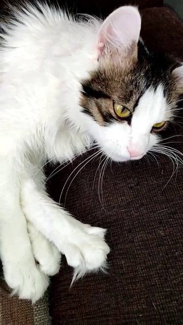 Всем доброй ночи😺мои любимые подписчики#shorts#рекомендации #топ #котики смотреть онлайн