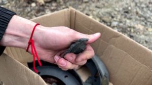 Колодки Riginal на Газель