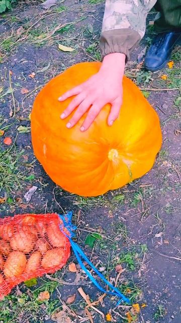 Тыква Сахарный гигант #Shorts смотреть онлайн