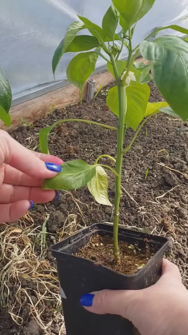 КАК ФОРМИРОВАТЬ ПЕРЕЦ ДЛЯ ХОРОШЕГО УРОЖАЯ смотреть онлайн