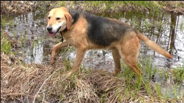 ОСТОРОЖНЫЙ ЗАЯЦ .Русская гончая Аргон вл. Шатров В.А.#охотасгончей#собака #животные #топ #hunting смотреть онлайн