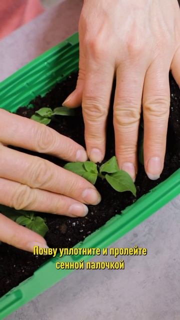 Море пышной цветущей петунии обеспечено, если сделаете так! Черенкование петунии смотреть онлайн