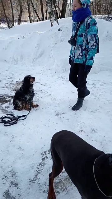 Доби водит хороводы 😂 #россия #москва #собаки #shortvideo #счастье #дом #shorts #short #dogs #funny смотреть онлайн