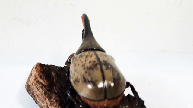 Dynastes granti x Dynastes hercules hercules смотреть онлайн