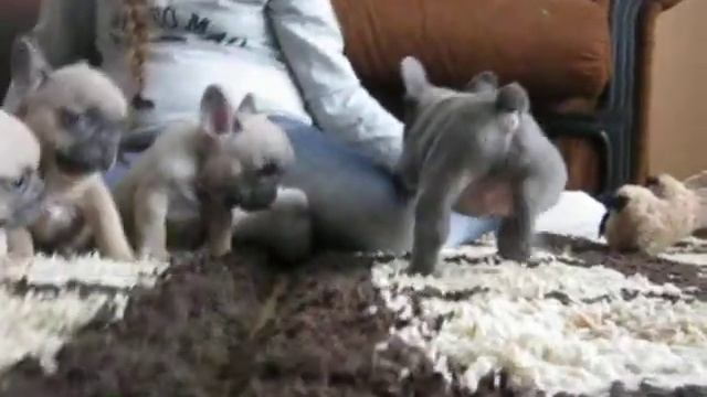 RCBR Odin, lives iin USA, Olive, lives in China, Olaf lives in Romania and Oksana, the keeper. смотреть онлайн