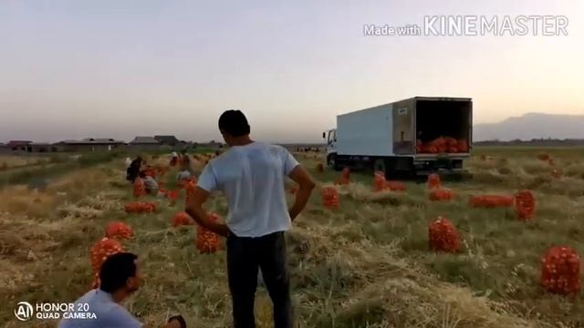 Пиез сурхондарё да 2000 сум булди,,,,,,,,,ХАЛТАСИ,,,, смотреть онлайн