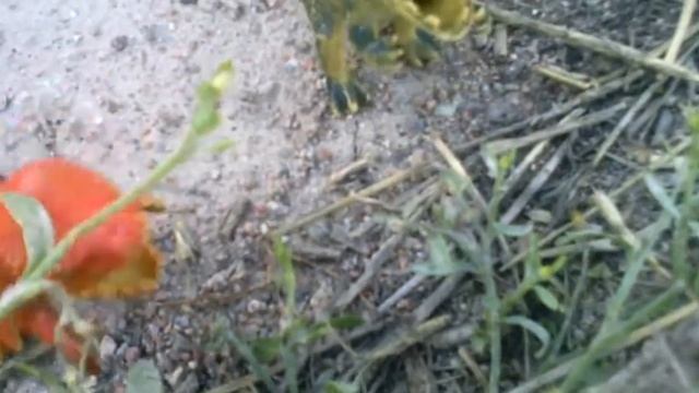 Жизнь динозавров 6 смотреть онлайн