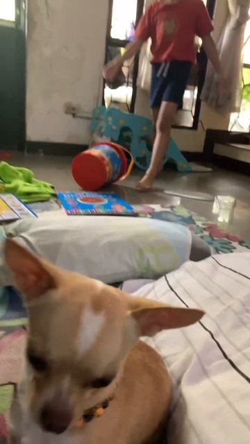 My Dog today Birthday 3 years old смотреть онлайн