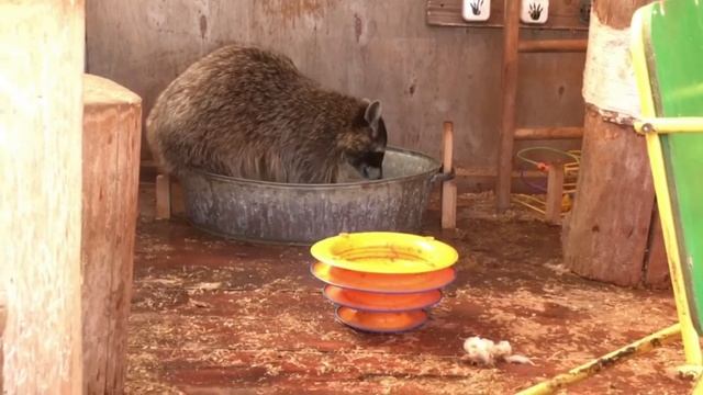 Raccoons play in the water. Funny raccoons play. Еноты играют в воде. Смешное видео с енотами. смотреть онлайн