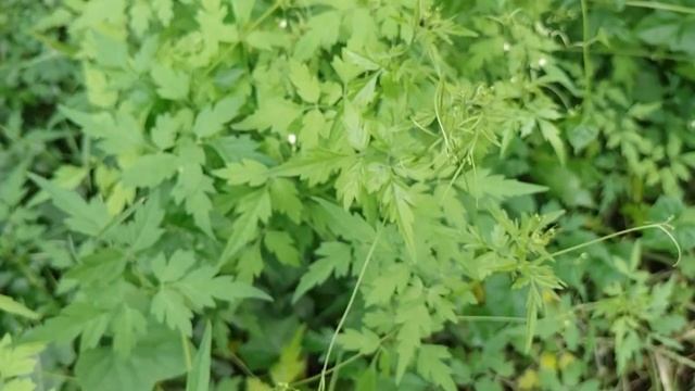 So many Balloon vine plants in our place here in Candumanhug, Altavista, Poro, Cebu смотреть онлайн