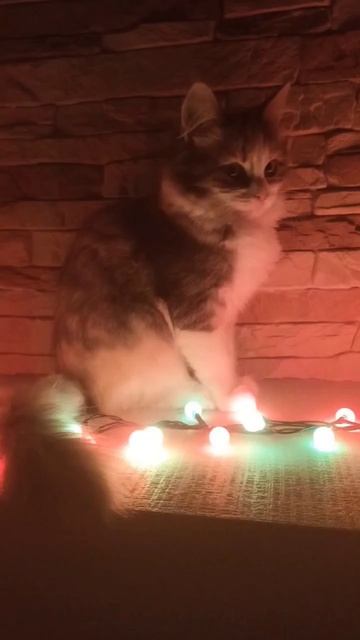 Лучшие фотографии моих животных 2021-2022 год #игры #cat #memes #мем #собака #мемы #школа #кот смотреть онлайн